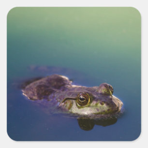 Kikker in water groene kikkerogen vierkante sticker