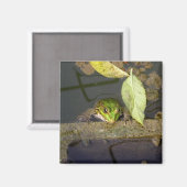 Kikker kijken, magneet (Voorkant / Achterkant)