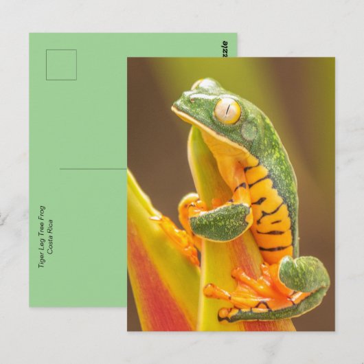 Kikker | Kikker van de tijgerbeen-apen Briefkaart (Voorkant / Achterkant)