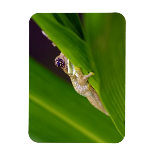 Kikker Kleine Magneet (Verticaal)