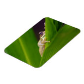 Kikker Kleine Magneet (Linkerzijde)