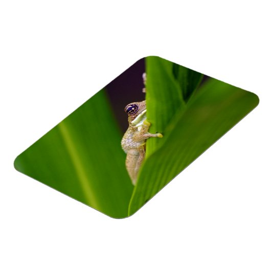 Kikker Kleine Magneet (Linkerzijde)