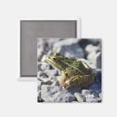 Kikker Magneet (Voorkant / Achterkant)