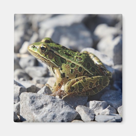 Kikker Magneet (Voorkant)