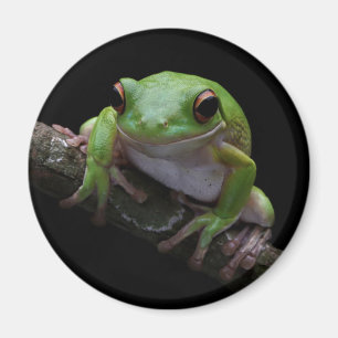 Kikker Magnet