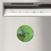 Kikker Magnet (Insitu (Vaatwasser))