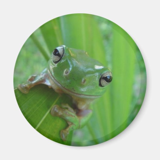 Kikker Magnet (Voorkant)