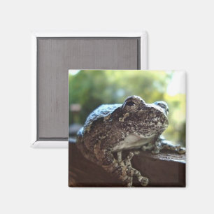 Kikker met een grijze structuur die op een muur ru magneet