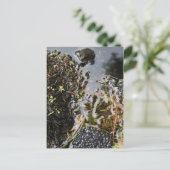 Kikker met kikker-grasspuitkaart briefkaart (Staand voorkant)