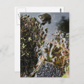 Kikker met kikker-grasspuitkaart briefkaart (Voorkant / Achterkant)