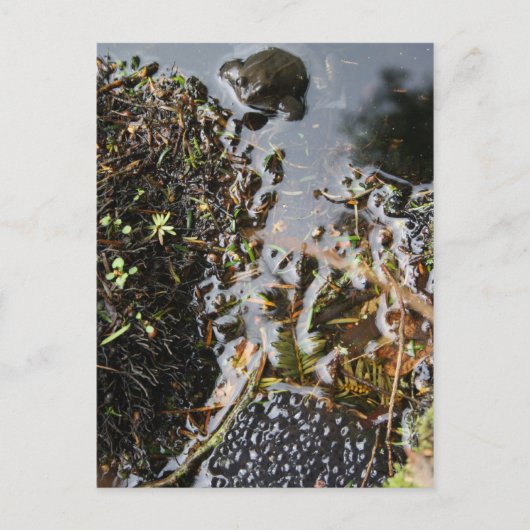 Kikker met kikker-grasspuitkaart briefkaart (Voorkant)