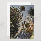 Kikker met kikkervisgras kaart (Voorkant / Achterkant)