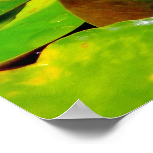 Kikker met waterLily Reflection Poster (Hoek)