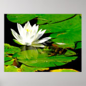 Kikker met waterLily Reflection Poster (Voorkant)