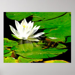 Kikker met waterLily Reflection Poster