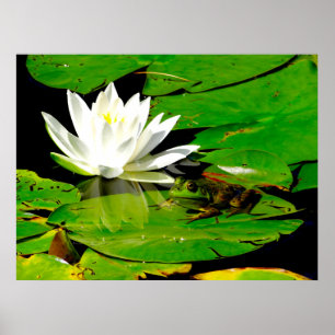 Kikker met waterLily Reflection Poster