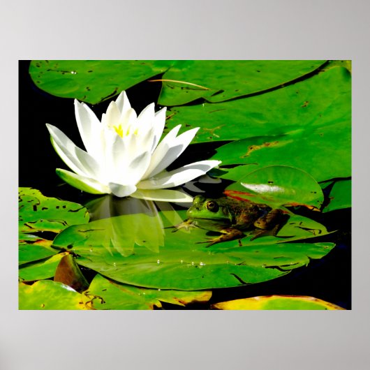Kikker met waterLily Reflection Poster (Voorkant)