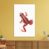 Kikker met witte streep canvas afdruk (Insitu (Woonkamer))