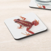 Kikker met witte streep onderzetter (Linkerzijde)