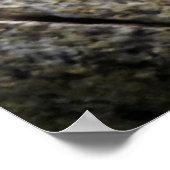 Kikker met witte vleugel poster (Hoek)