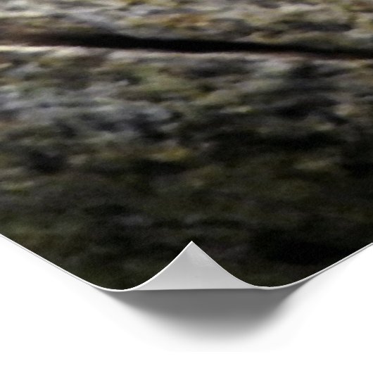 Kikker met witte vleugel poster (Hoek)