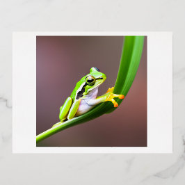 kikker op briefkaart