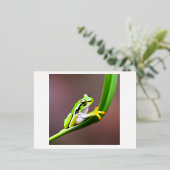 kikker op briefkaart (Staand Voorkant)