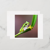 kikker op briefkaart (Voorkant / Achterkant)