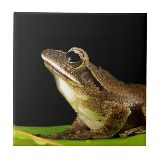 Kikker op een lef tegeltje (Voorkant)