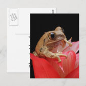 Kikker op een rode bloem briefkaart (Voorkant / Achterkant)