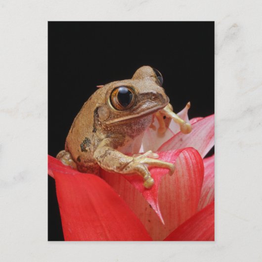 Kikker op een rode bloem briefkaart (Voorkant)