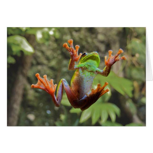 Kikker op glas (Voorkant Horizontaal)