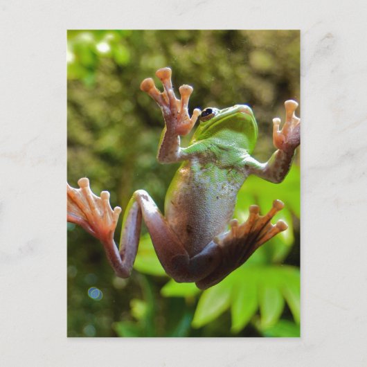 Kikker op glas briefkaart (Voorkant)