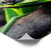 Kikker op Leaf Poster (Hoek)