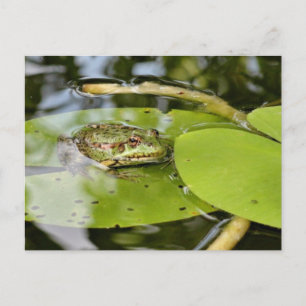 Kikker op waterLily Leaf Briefkaart