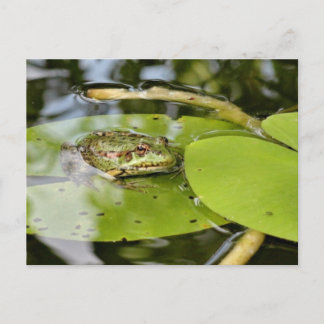 Kikker op waterLily Leaf Briefkaart