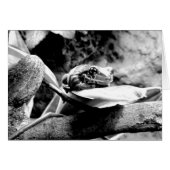 Kikker op Wenskaart van leder B+W (Voorkant Horizontaal)