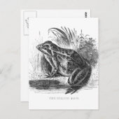 Kikker  pen en inkttekening briefkaart (Voorkant / Achterkant)