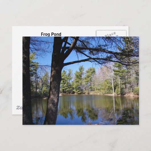 Kikker Pond Briefkaart (Voorkant / Achterkant)