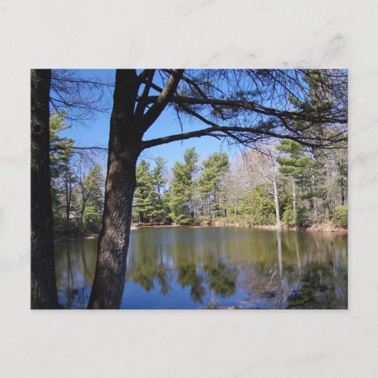 Kikker Pond Briefkaart (Voorkant)