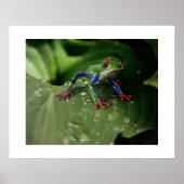 Kikker Poster (Voorkant)