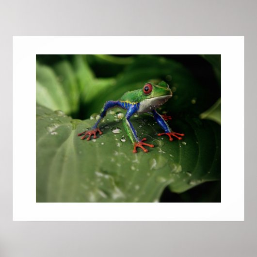 Kikker Poster (Voorkant)