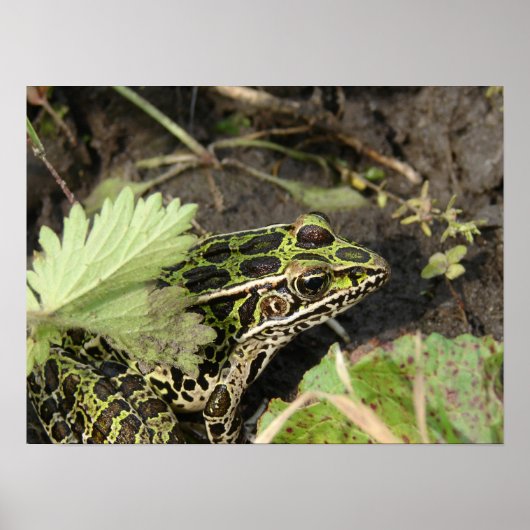 Kikker Poster (Voorkant)