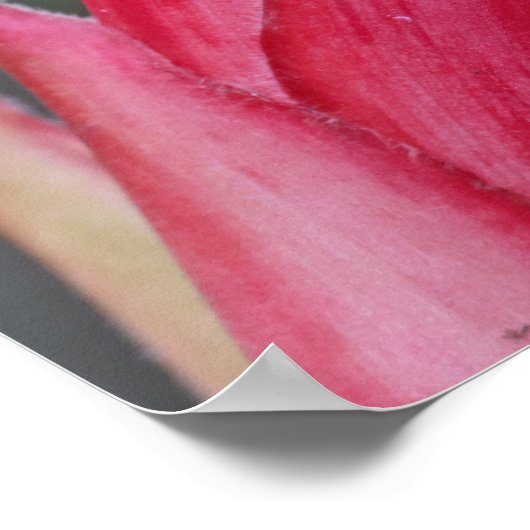 Kikker Poster (Hoek)