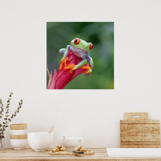 Kikker Poster (Keuken)