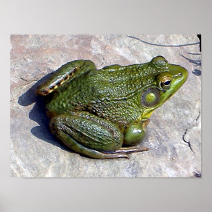 Kikker poster
