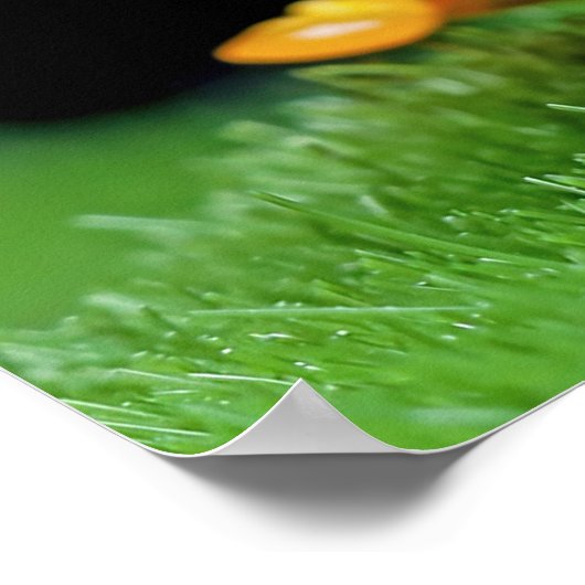 Kikker Poster (Hoek)