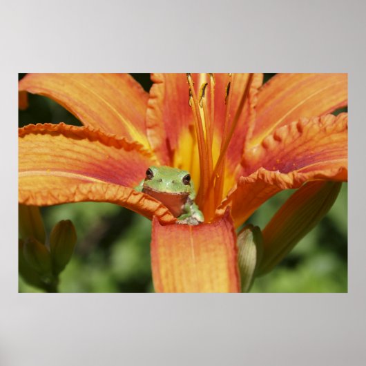 Kikker Poster (Voorkant)