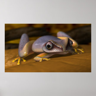 Kikker Poster