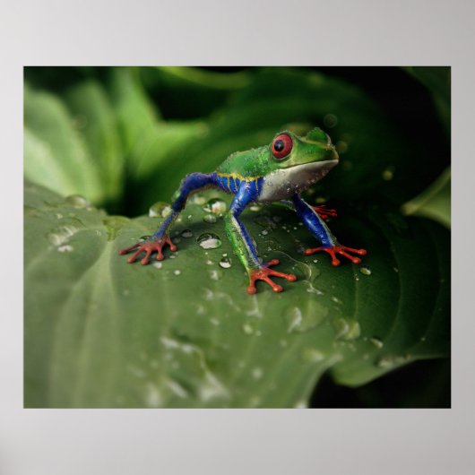 Kikker Poster (Voorkant)